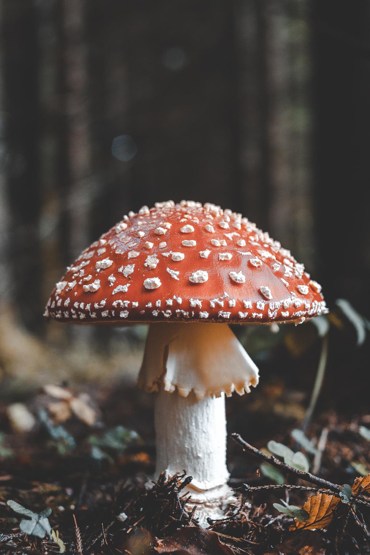 Close up of a mushroom growing on the forest floor