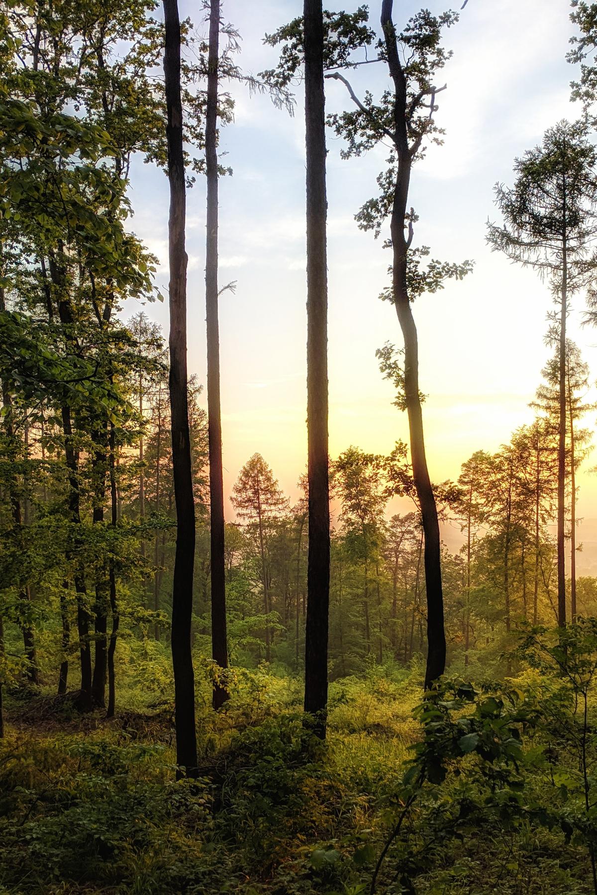 Forest at dawn