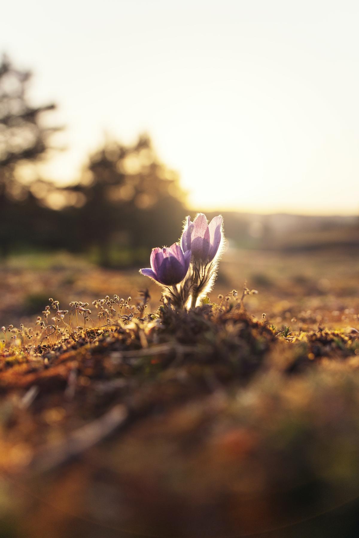 Purple flower growing in the dirt