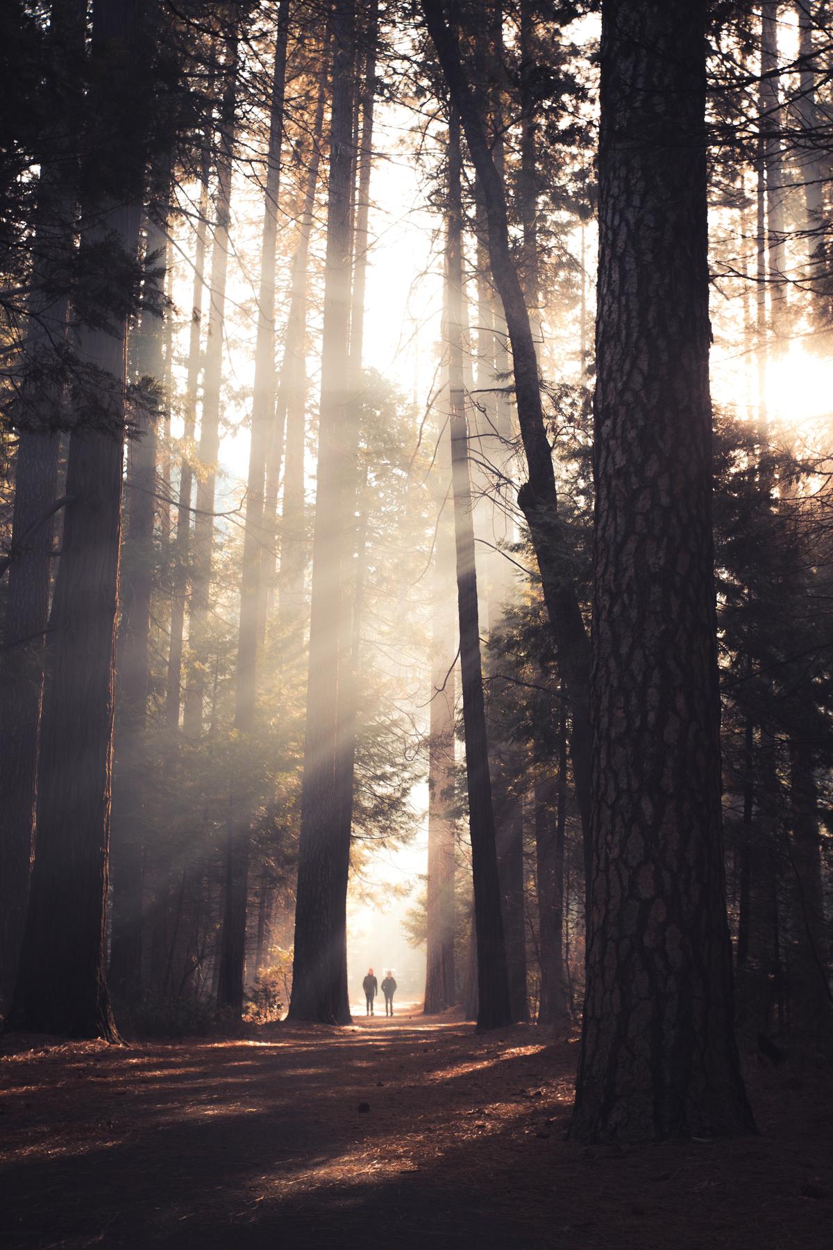 People walking on a path through the redwoods with the sun shining through