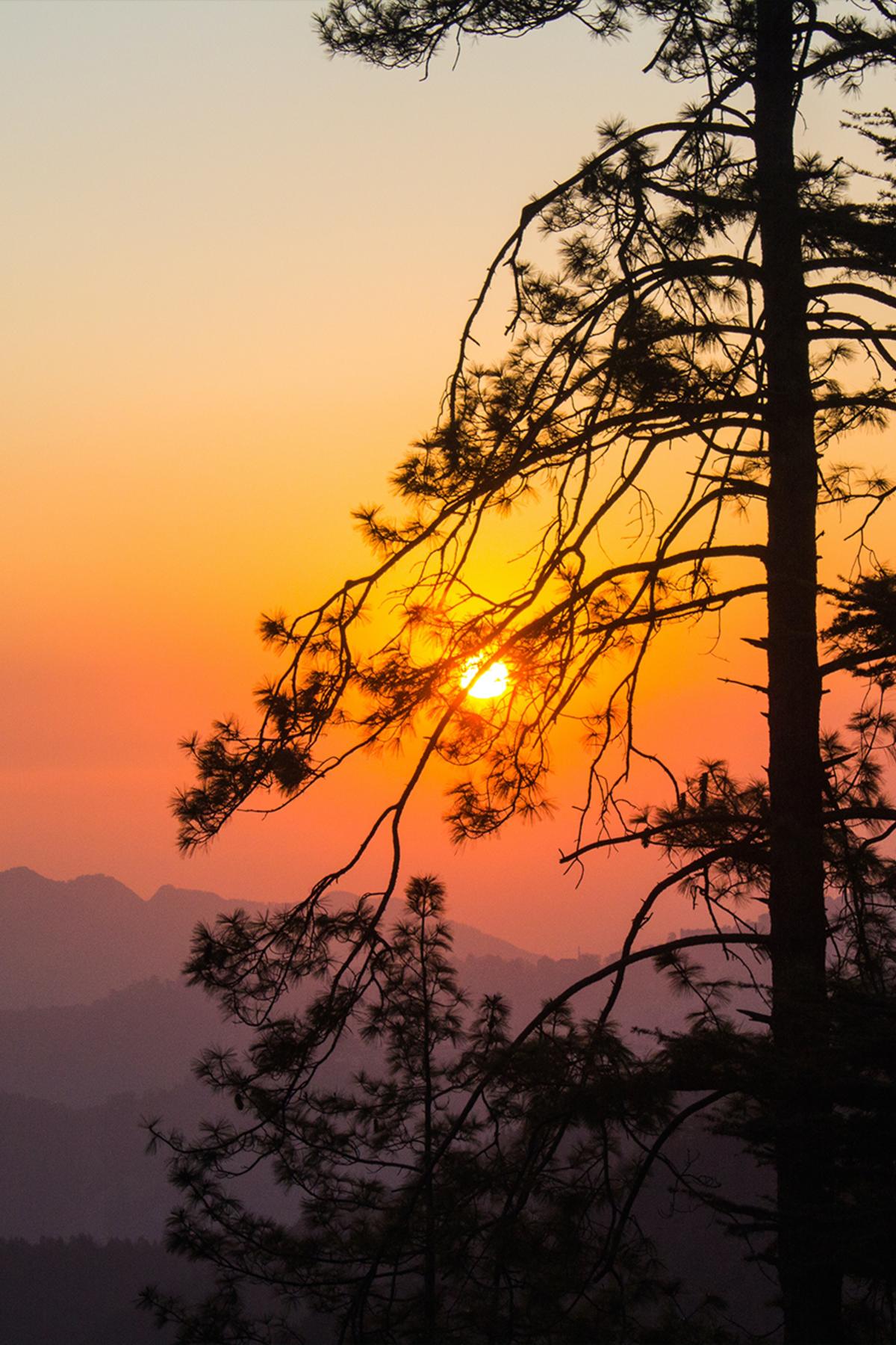 Sunset with tree in India by unknown traveler