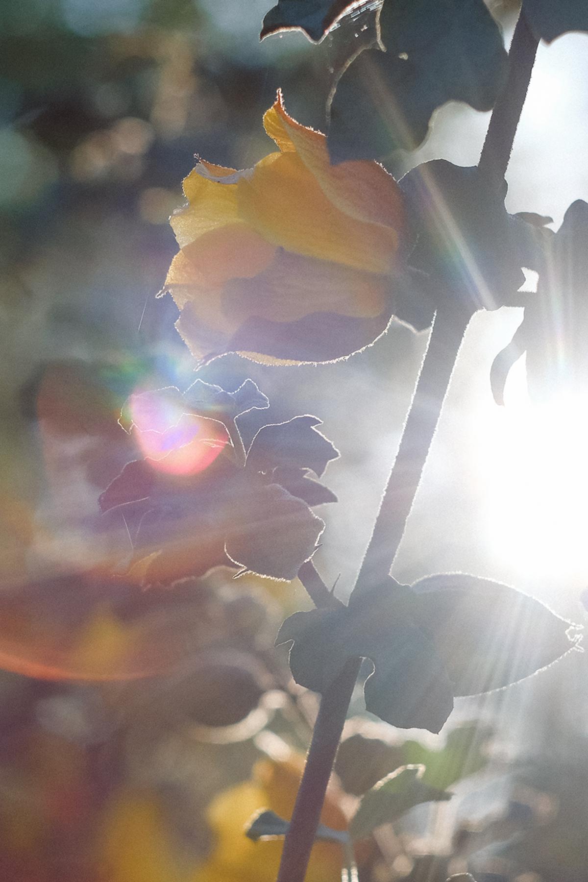 Light shining upon flower and leaves by Cyrus Crossan