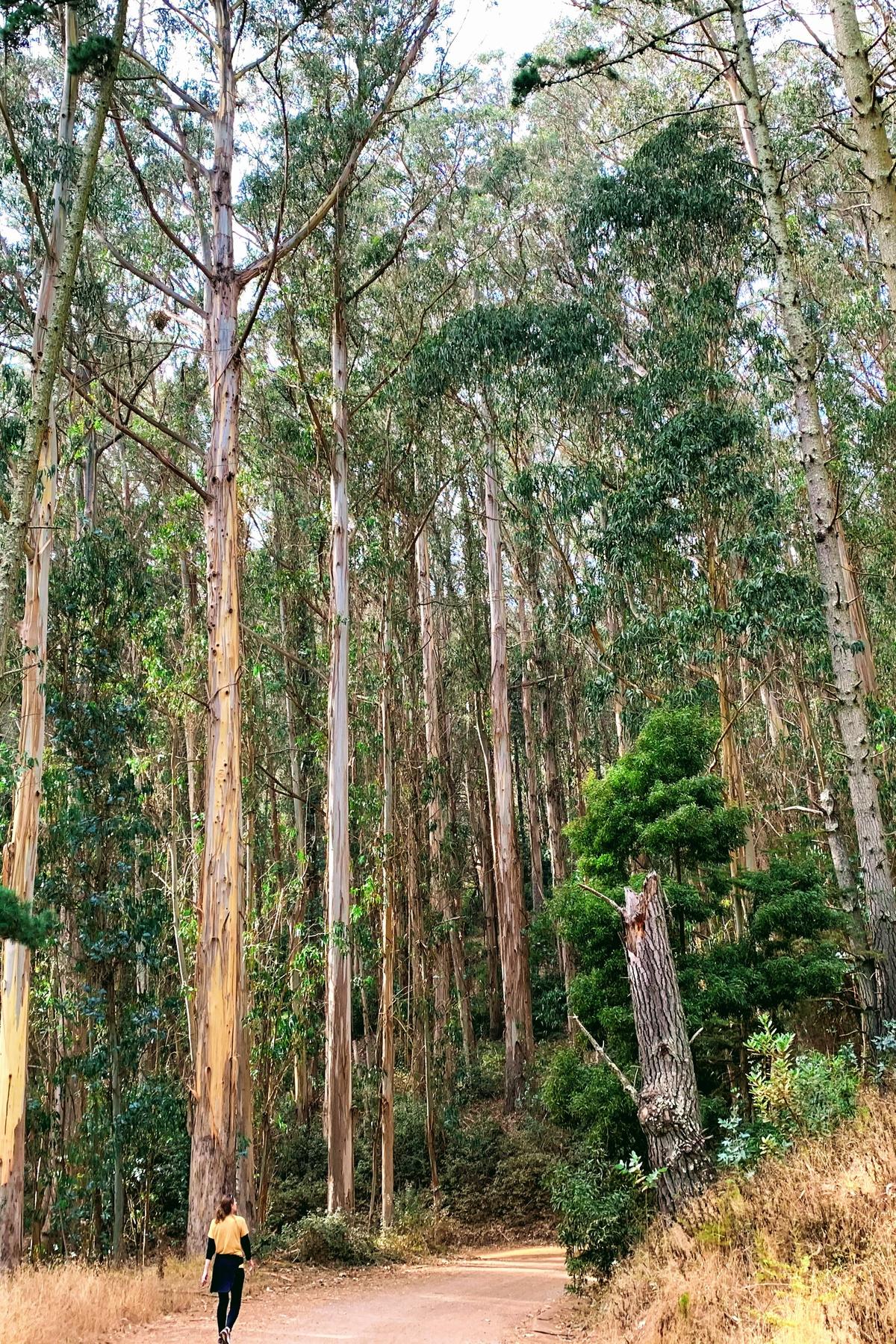 Person walking on a path in a Northern California forest