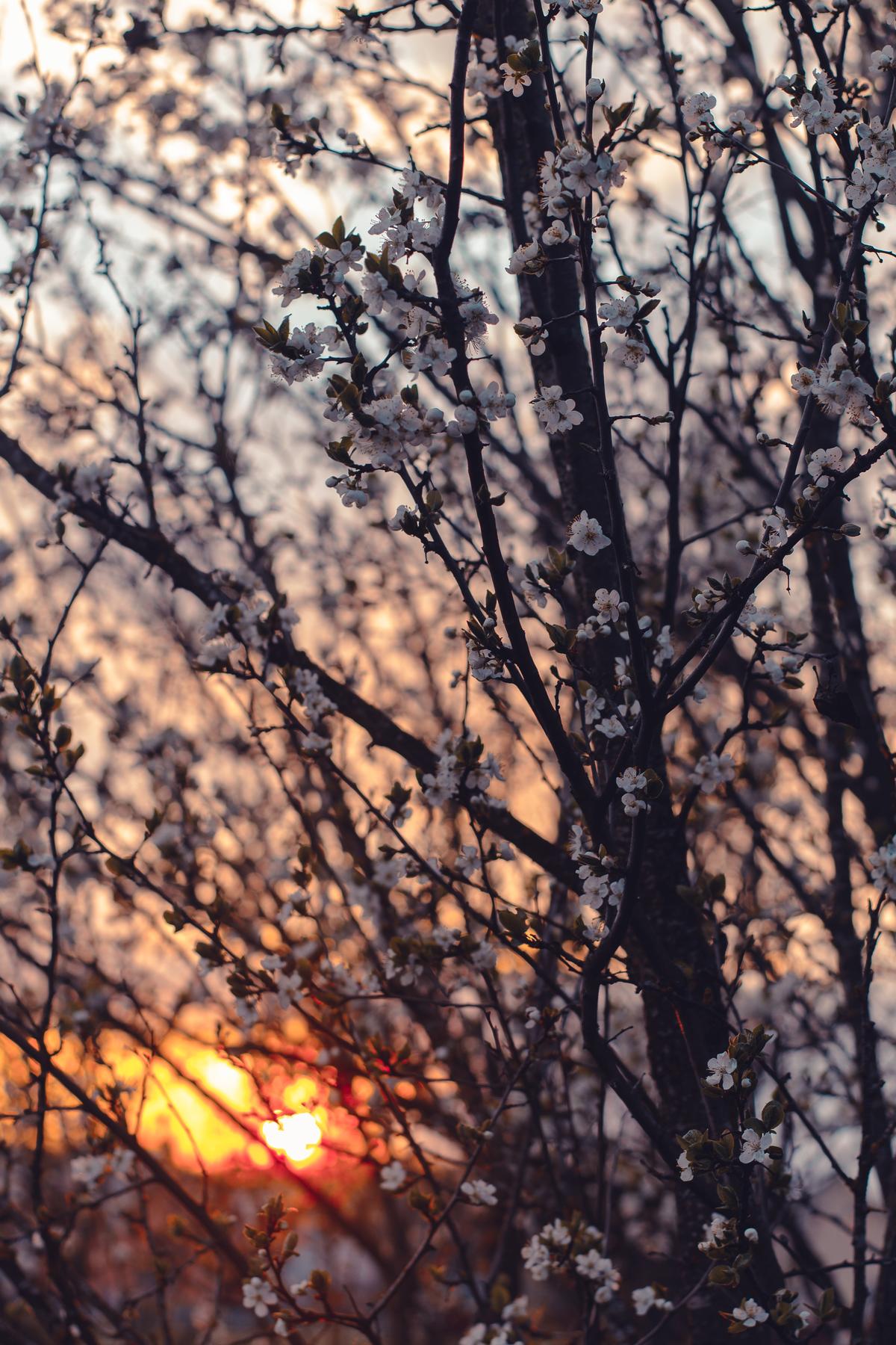 Close up of a tree with flowers at sunset