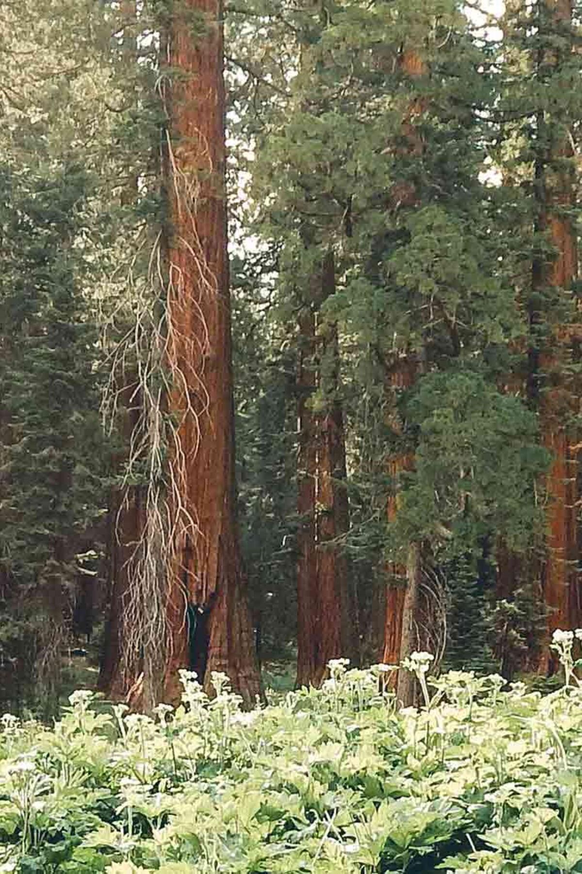 Photo of Redwood National Park