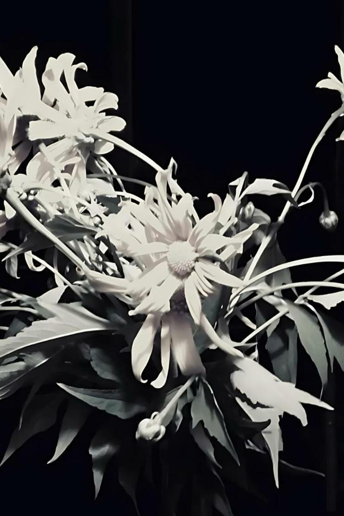 Heart Knowing Somatic Dreaming