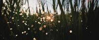 Close-up of dewy grass with sun peeking through.