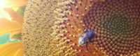 A bee on a sun flower. Learn more about the Women's Spirituality online MA and PhD programs at California Institute of Integral Studies.