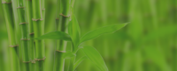 Bright green bamboo
