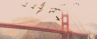 Birds flying next to the Golden Gate Bridge in San Francisco.