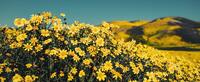 Mountainous field of daisies