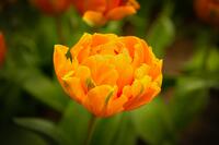 transformative leadership flower