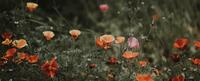 A close up of a grove of poppies at dusk.