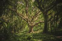 Tree in the green tropical forest