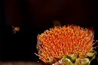 Flower and bee by Nicole Wreyford