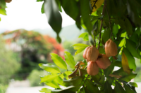 Tree in Jamaica 