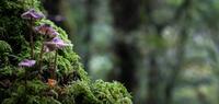 Fungi and moss