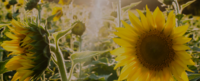 Sunflowers in a field with the sun shining through
