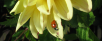 Yellow flower with a lady bug on a petal