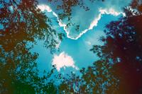Looking up at cloud and tree in the sky by Scott Evans