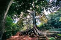 Tree in National Botanical Garden in Koloa by Jason Weingardt