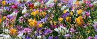 A field full of colorful freesia flowers.