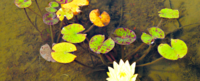 Green lily pads and white flower on water