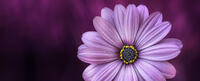 Violet flower on purple background