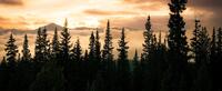 Image of sunset behind pine trees. CIIS ODI celebrates Native American Heritage Month.