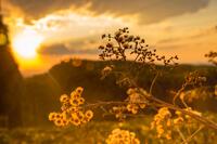 Flourishing Community at CIIS landscape with sunshine plants