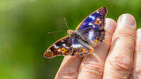 A brown, orange, and blue butterfly sits on a persons fingers.