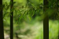 Bamboo Leaves Mountain