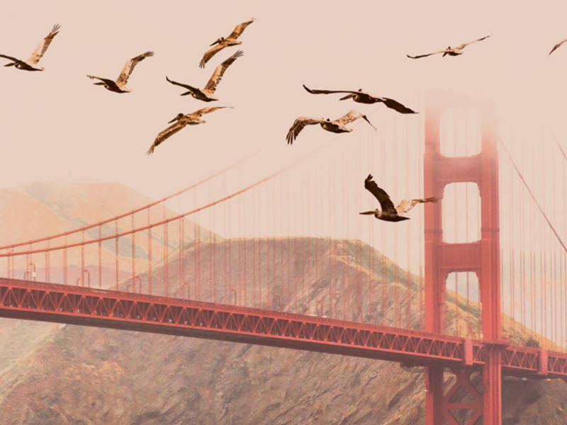 Birds flying next to the Golden Gate Bridge in San Francisco.