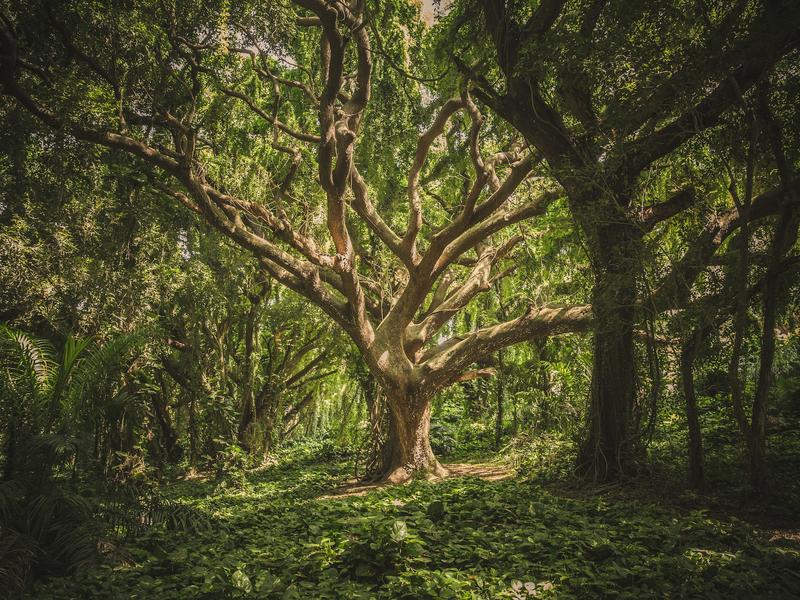 Tree in the green tropical forest