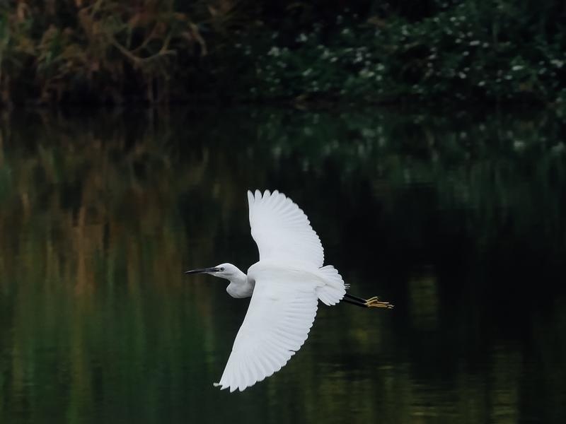 White crane on a lake