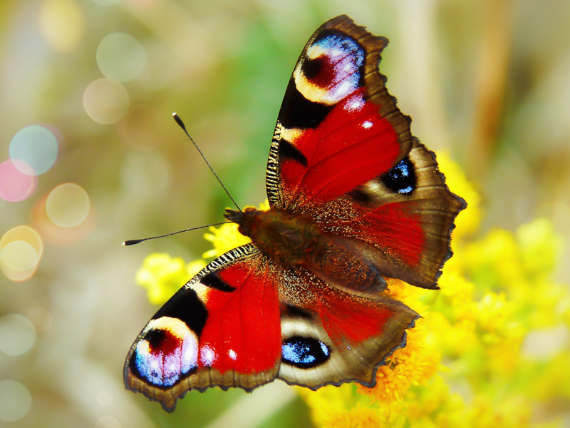 Butterfly by Krzysztof Niewolny