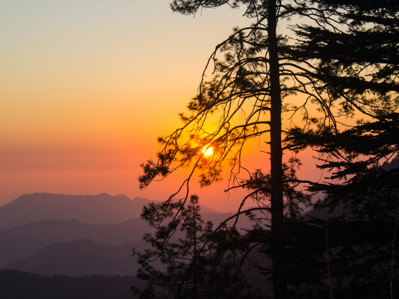 Sunset with tree in India by unknown traveler