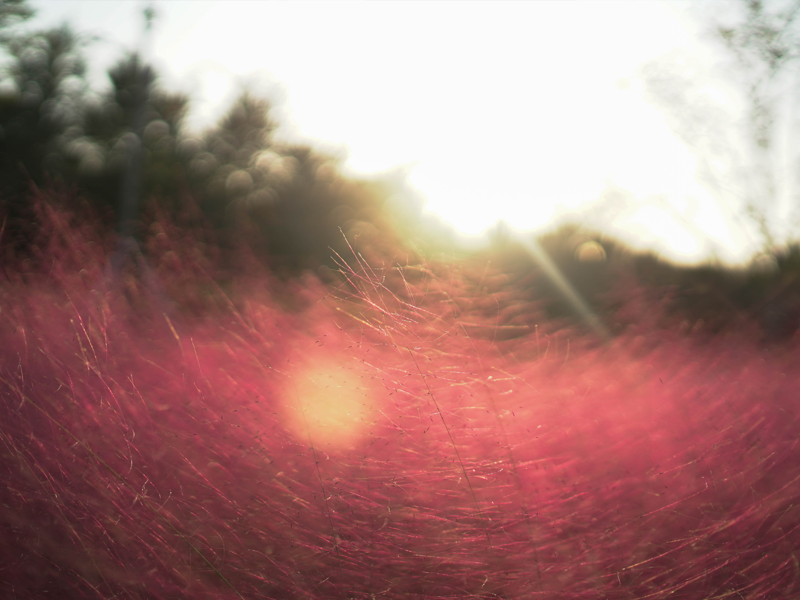 Photograph of light and a field by Yeon Hee