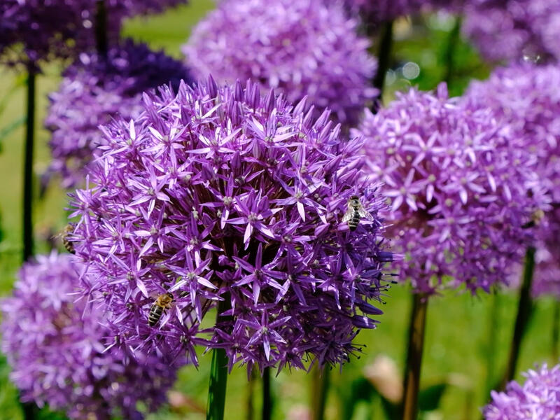 Still of Bees