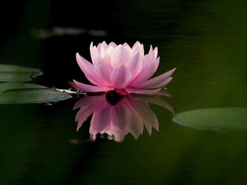 Still of Lily Pond